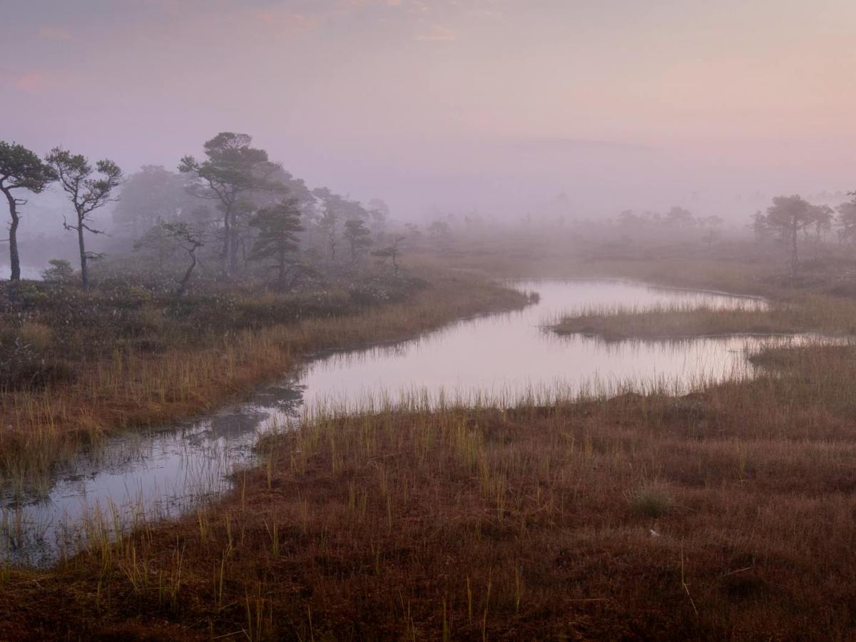 Nella palude di Rachel&nbsp;Cusk